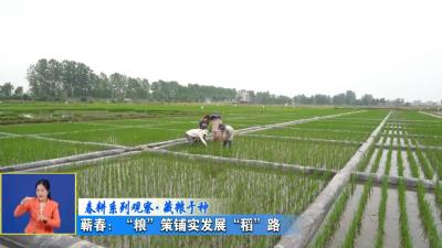 春耕系列观察 藏粮于种｜  蕲春：“粮”策铺实发展“稻”路