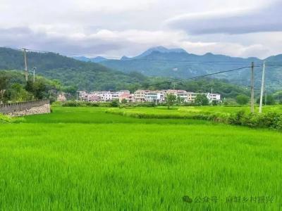 张家畈镇观音阁村：“党建红”引领“土地金”  