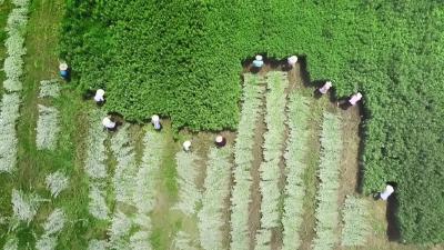 厂区变景区 车间成景点 “蕲艾+”跨界破圈玩出新花样