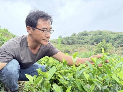 蕲春：白茆白茶的创业突围战