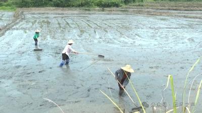 上巴河镇：筑牢夏灌“水脉”守护粮仓“命脉”