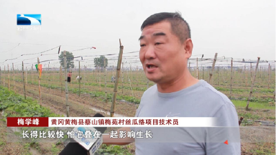 甬黄合作激发乡村活力
