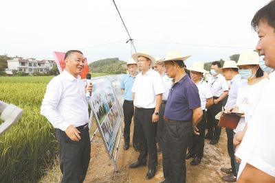 深耕红莲稻海 守护大国粮仓——朱仁山团队以大别山精神铸就粮食安全“中国芯”
