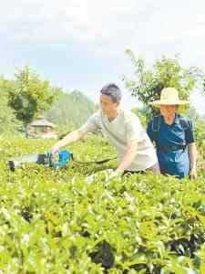 一台采茶机背后的产业突围战