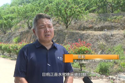 油茶园里“桃”金忙