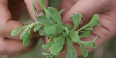 听见 | 软萩粑，春天的第一口鲜