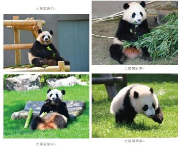 四只旅日大熊猫“到家” 开始接受隔离检疫
