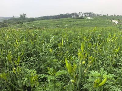 红安姜牌村黄花产业向品牌化、规模化迈进