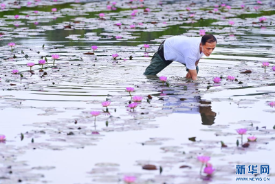 江西万载：乡村睡莲花开