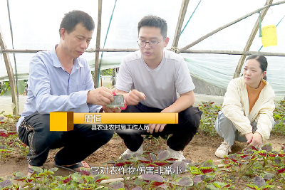 田间开课，源头守护“菜篮子”！