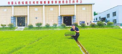 地处北纬31°黄金种植带，一斤卖68元  湖北高端大米从沮河畔行销全国