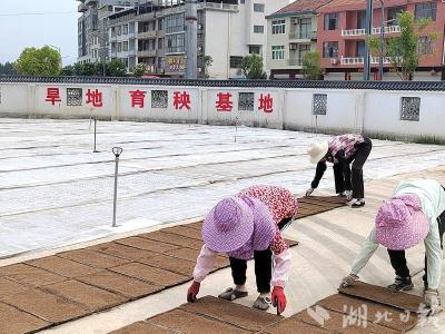 黄梅县供销社：夏耕夏种正当时