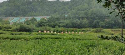 狮子镇何铺村：荒坡变 “药田” 开辟乡村振兴新路径