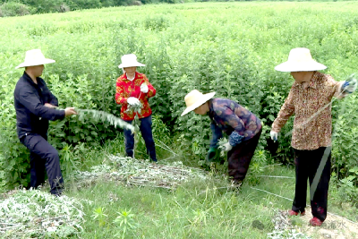 徐鑫：深圳归来耕热土 “艾”上乡村富乡邻