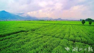 千年艾香今更浓——蕲春蕲艾品牌价值十连涨背后的产业升级密码