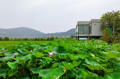 东湖漫评：乘着高铁听黄梅