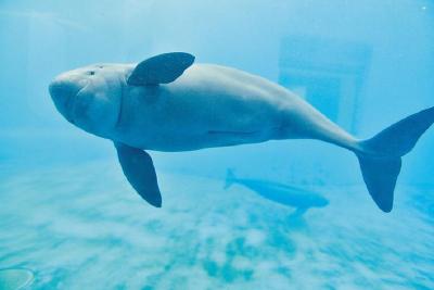 世界首头人工繁殖江豚“淘淘”迎来20岁生日