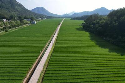 黄冈种业上半年投资1.3亿元  同比增30%