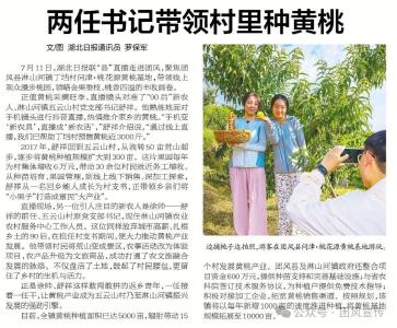两任书记带领村里种黄桃