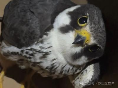 警民联手救助国家二级野生保护动物“游隼”