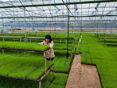 团风：家园村“无土育秧”传奇，一捧清水育出万亩良田