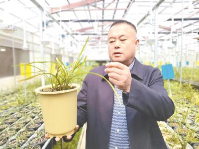 兰花朵朵向春开  ——“兰痴”居建新和他的兰花梦