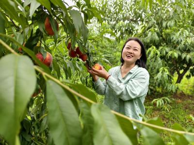 一颗黄桃的振兴密码：解码五云山的甜蜜经济