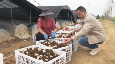 小菌菇撑起大梦想 浠水90后返乡创业记