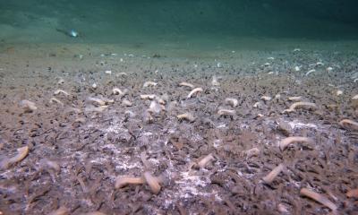 我国科学家发现“吃”硫化氢和甲烷的最深海底生命群落 