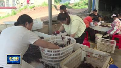 打通供应链扩销路 武穴小龙虾送入大湾区