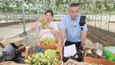直播带货拓销路 数字助农“萄”醉人