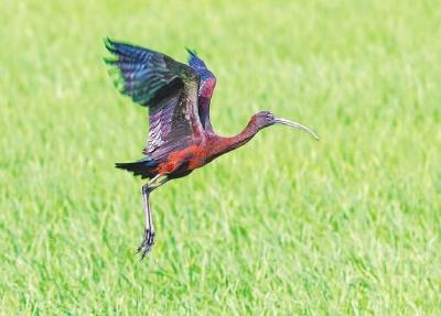 湖北越冬水鸟5年增加近50万只