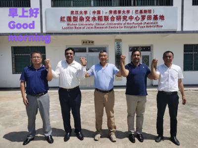 服务中国种业高质量发展 黄冈“制种高地”加快崛起