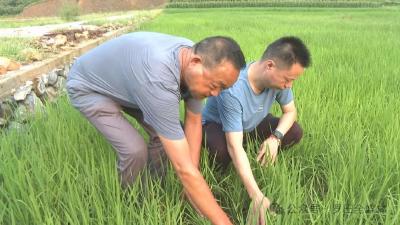 三里畈镇：加强田间农情监测 全力做好抗旱保苗工作