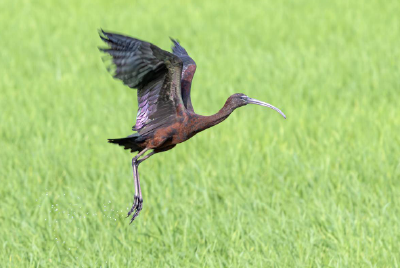 珍稀鸟类频现 我省越冬水鸟5年增加近50万只