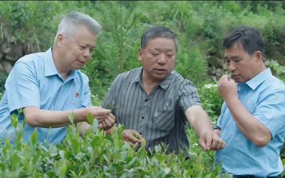 茶香袅袅客自来
