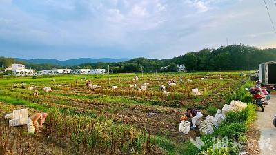 英山县石头咀镇：小百合成“金钥匙” 解锁乡村振兴“致富门”