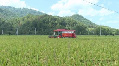 罗田县再生稻喜获丰收 总产量预计6万吨