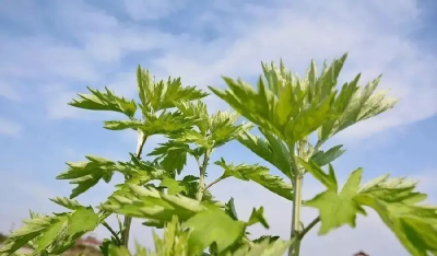 人民日报聚焦！一片艾叶到一根艾条藏着这些秘密