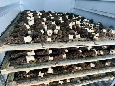 瘠土薄地“金伞”开 罗田白庙河镇羊肚菌产值跃过千万元