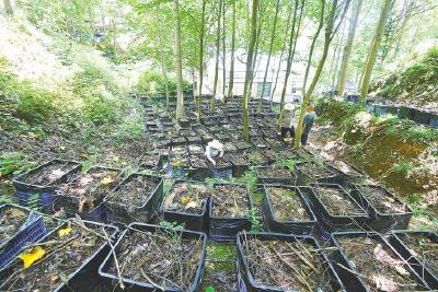 湖北打造千亿级中药材全产业链 聚焦“十大楚药”让道地药材更地道