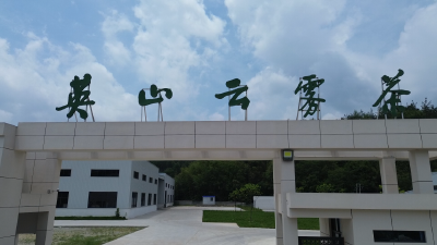 突破性发展茶产业  争创全省县域特色产业集群 