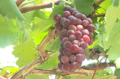 爱心助农“萄”醉盛夏