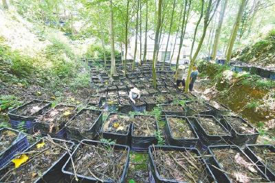 湖北打造千亿级中药材全产业链  聚焦“十大楚药”让道地药材更地道