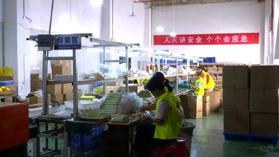 抢占养生驱蚊双赛道 蕲艾今夏何以持续“圈粉”？