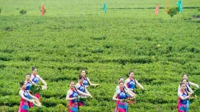 英山云雾茶香飘中亚 ——360万美元订单首进乌兹别克斯坦