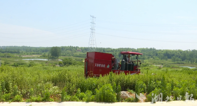 “黑科技”进场！解锁蕲艾种植新姿势