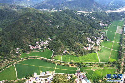 一粒“杂交稻种”串起大别山区富民产业链 