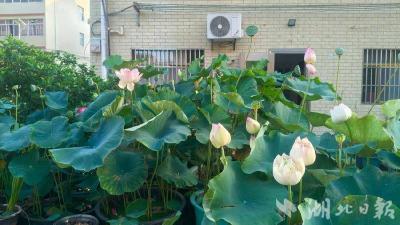 一户绿意浓，四季皆芬芳