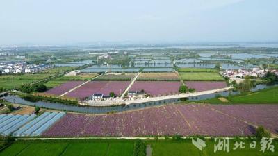 蕲春：长春花开绘丰景